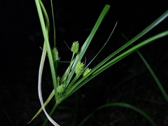 Cyperus retrorsus