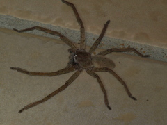 Neosparassus salacius