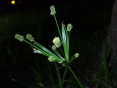 Cyperus retrorsus