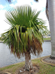 Copernicia macroglossa