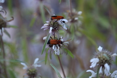 Chauliognathus profundus
