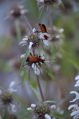 Chauliognathus profundus