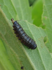 Trirhabda canadensis