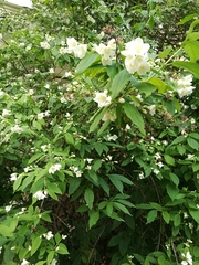 Philadelphus coronarius