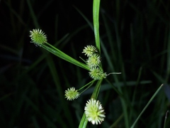 Cyperus retrorsus