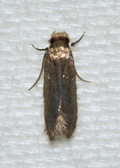 Phaeoses sabinella
