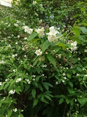 Philadelphus coronarius