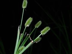 Cyperus retrorsus