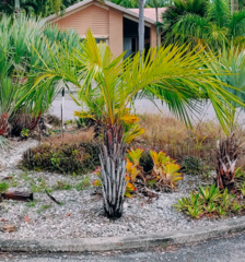 Syagrus schizophylla