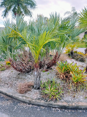 Syagrus schizophylla