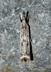 Microcrambus kimballi
