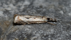 Microcrambus kimballi