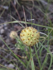 Gaillardia aestivalis