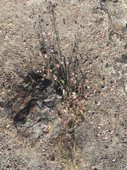 Eriogonum nudum nudum