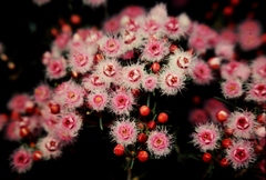 Verticordia monadelpha