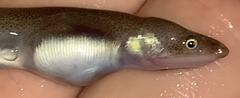 Speckled Worm Eel photo 5