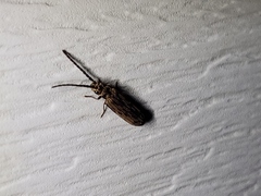Tenomerga cinerea