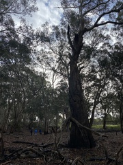 Eucalyptus viminalis cygnetensis