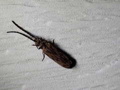 Tenomerga cinerea
