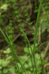 Trisetum sibiricum