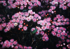 Verticordia monadelpha