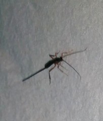 Macrocentrinae