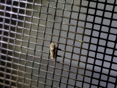 Crumbana arundinea