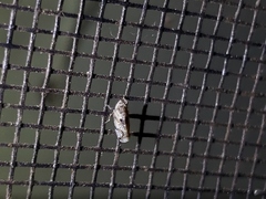Crumbana arundinea