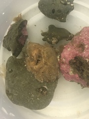 Hapalogaster cavicauda