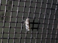 Crumbana arundinea