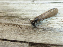 Mystacides interjectus