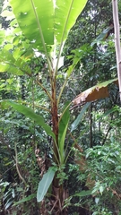 Musa banksii