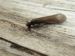 Mystacides interjectus