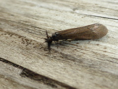 Mystacides interjectus