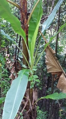 Musa banksii