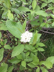 Cornus sericea occidentalis