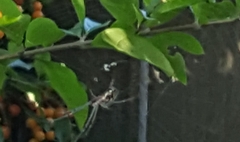 Leucauge dromedaria
