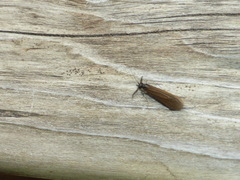 Mystacides interjectus