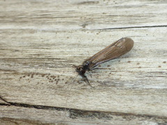 Mystacides interjectus