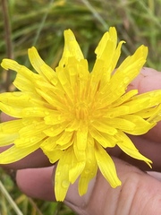 Microseris laciniata