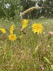 Microseris laciniata