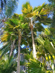 Pritchardia