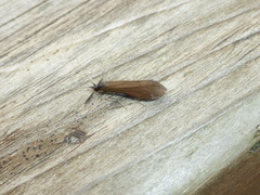 Mystacides interjectus