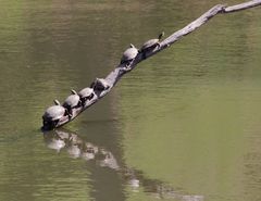 Actinemys marmorata marmorata