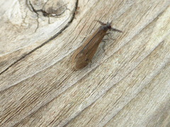 Mystacides interjectus