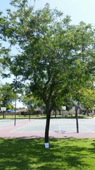 Gleditsia triacanthos