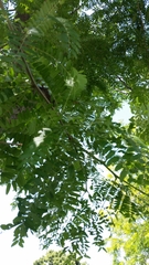 Gleditsia triacanthos