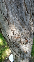 Gleditsia triacanthos