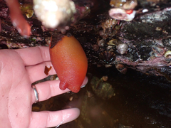 Halocynthia aurantium