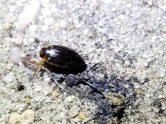 Coptotomus